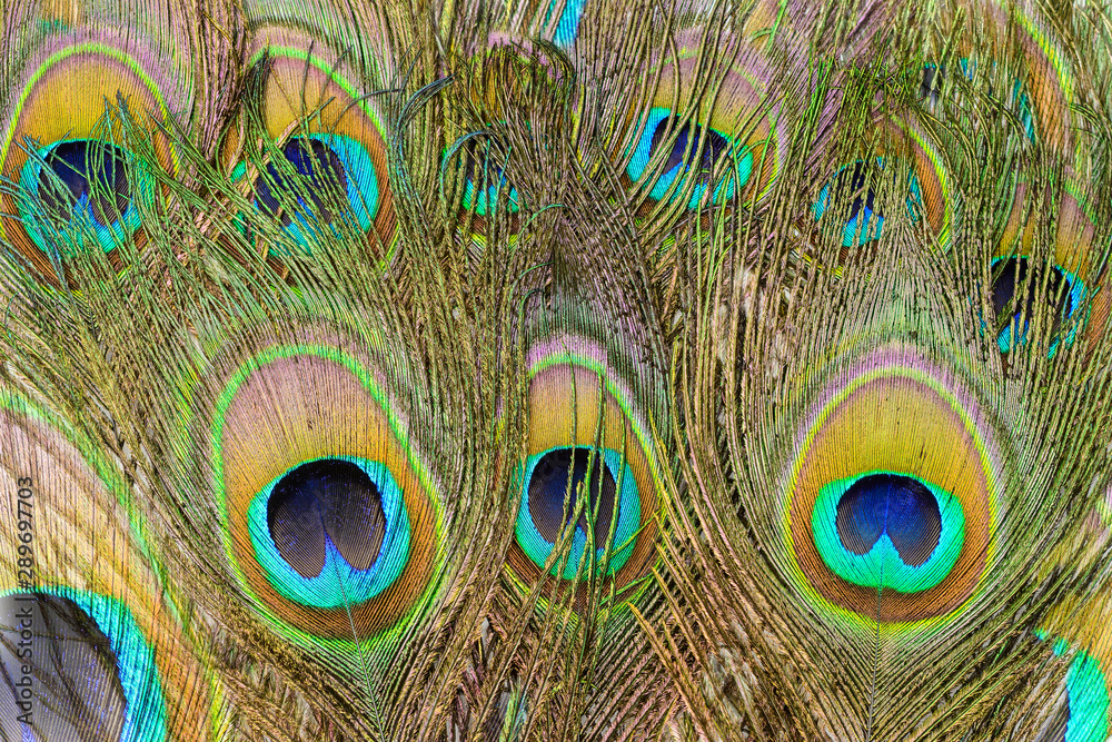 Fototapeta premium Peacock tail feathers. Colorful feathers in tail with eyes, close-up. Background and texture for your design.