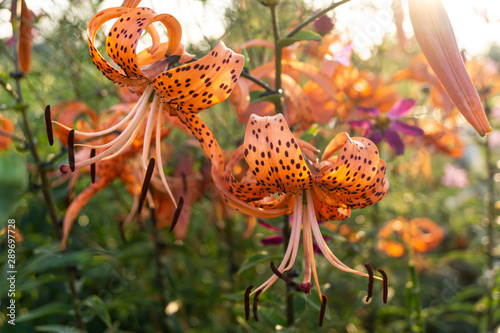Bright orange tiger Lily close up