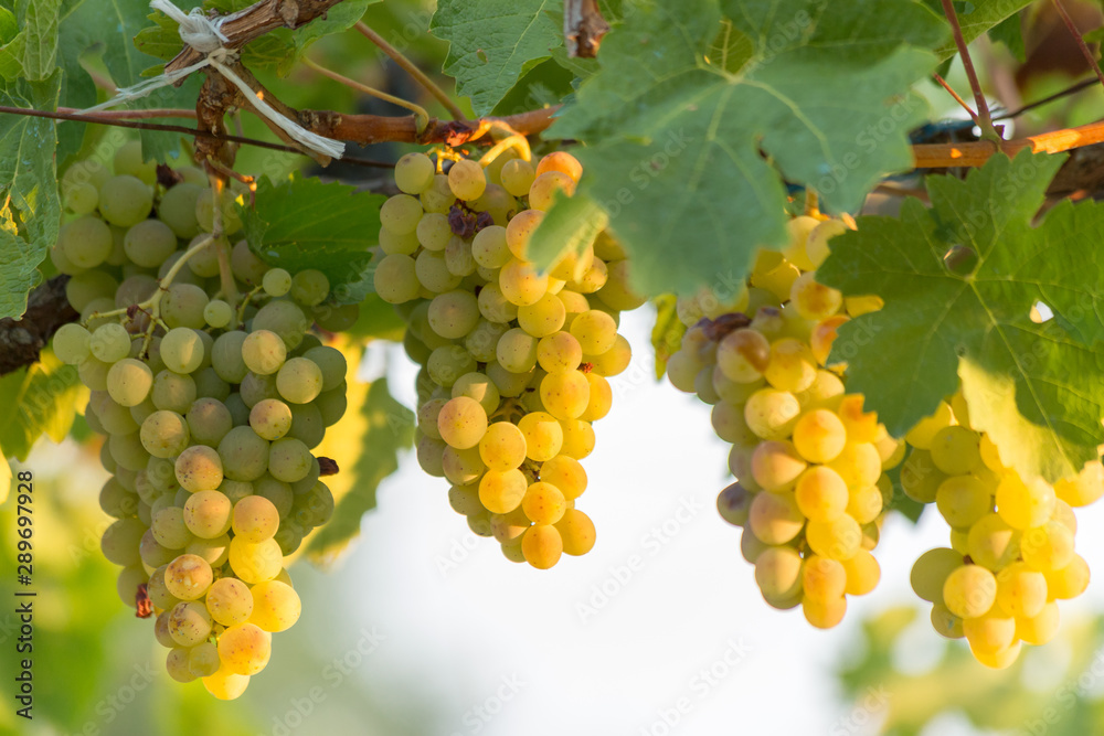 vineyard morning grapes ripe in autumn Zitsa Greece