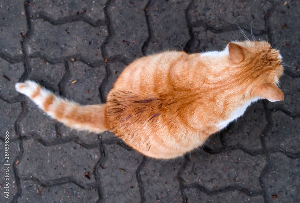 Red plump cat is sitting on the street. Top view. Red plump cat is sitting on the street. Top view.