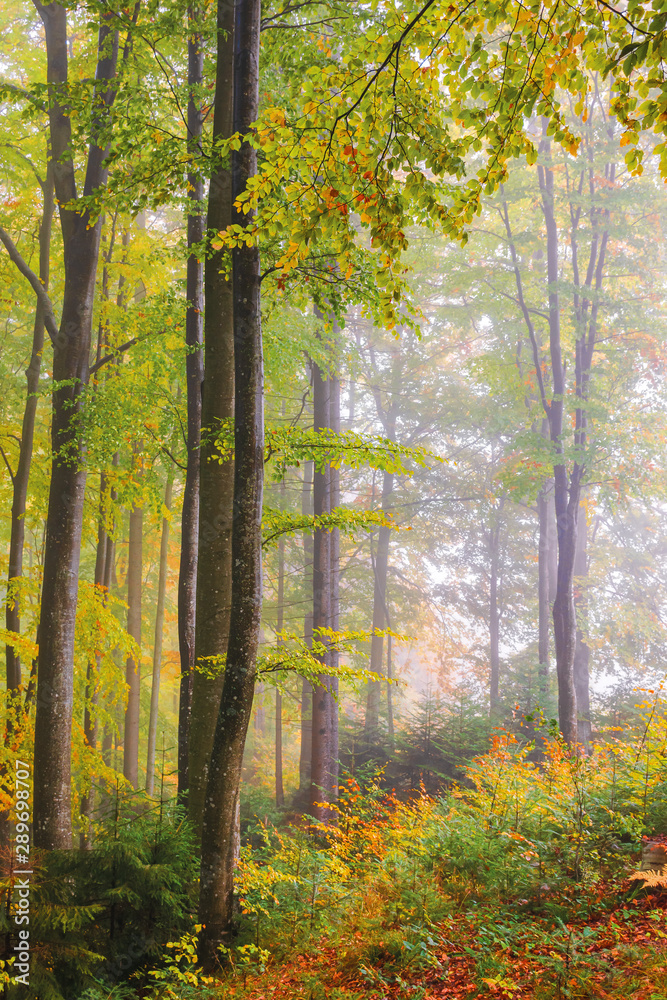 Obraz premium autumnal beech forest background. wet foliage in fall colors. misty weather condition. great view of carpathian nature. tall trees in morning light