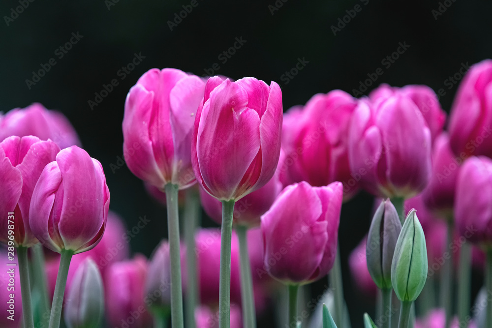 Obraz premium Purple tulip