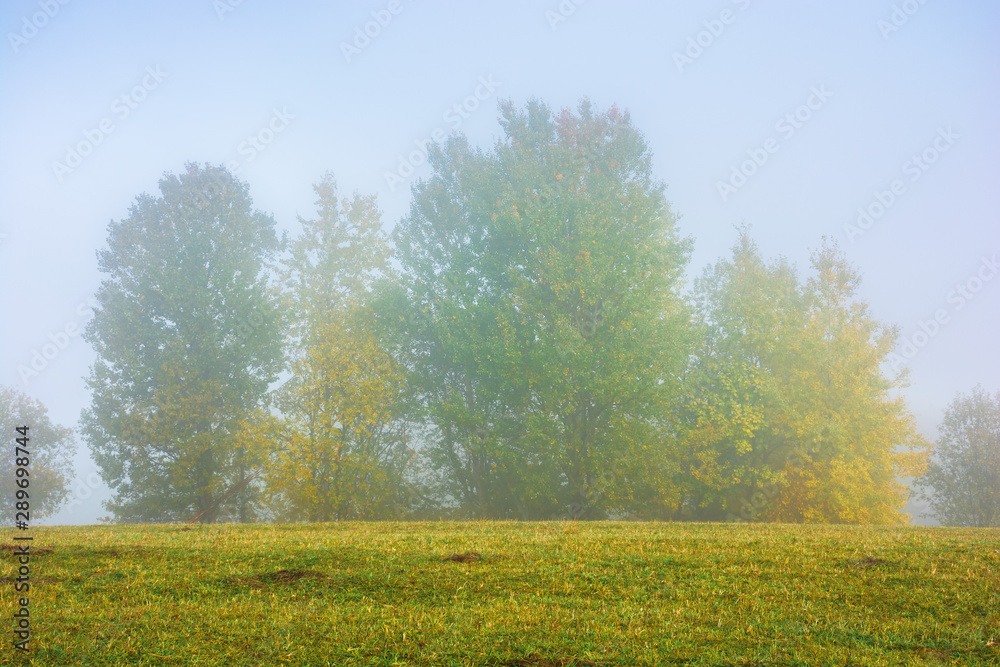 beech trees on the grassy meadow on a foggy morning. wonderful early autumn scenery. beautiful nature background