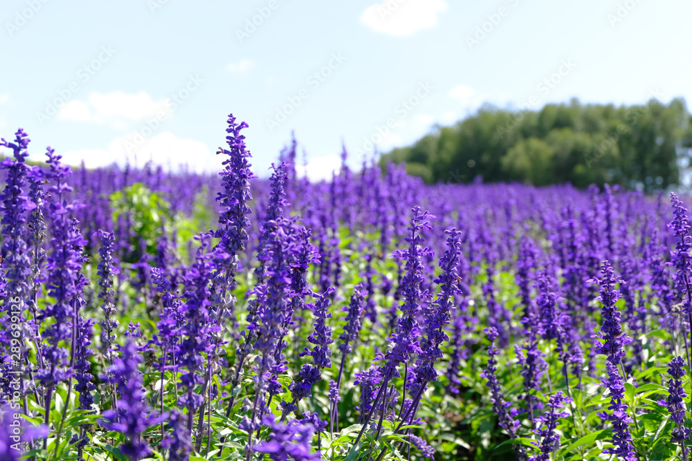 Naklejka premium Lavender Field