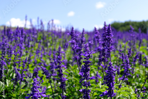 Lavender Field