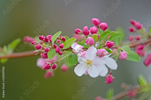 weeping cherry blossom