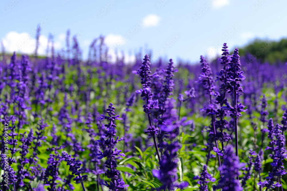 Fototapeta premium Lavender Field