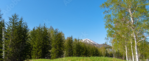 Row of trees on foreground mountains with vast blue sky on background in sunny day in summer time. Nature landscape, beautiful scenic countryside view
