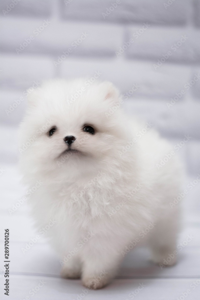 Pomeranian mini spitz white breed small puppy, dog, looking at the camera