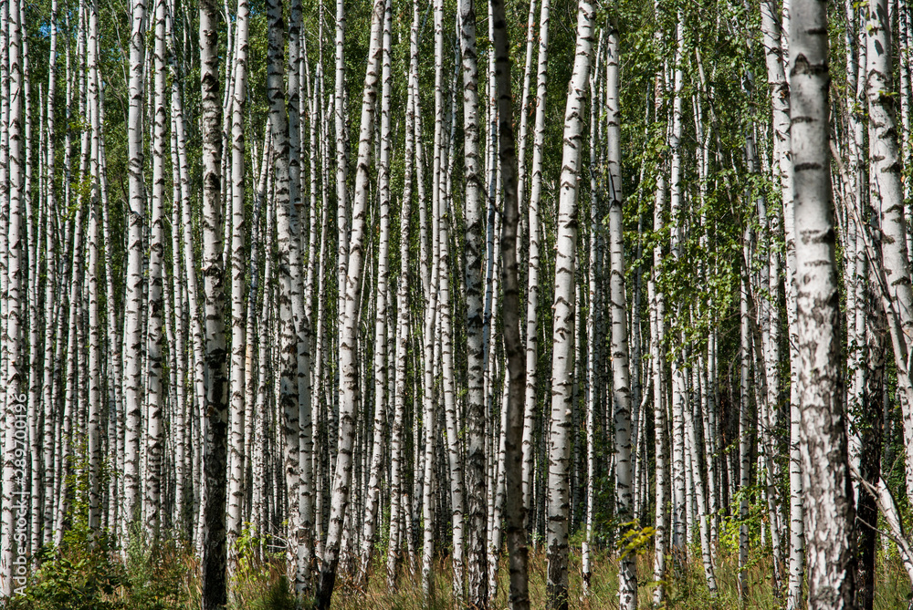 White birch trees in the forest in summer