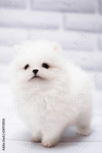 Pomeranian mini spitz white breed small puppy, dog, looking at the camera