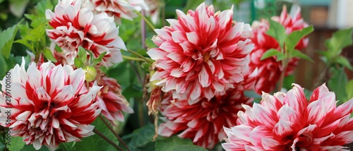 Dahlia  flowers in the garden