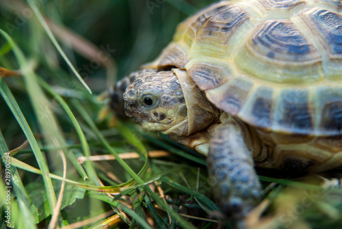 Small beautiful tortoise among green grass