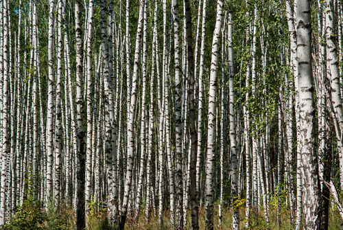 White birch trees in the forest in summer