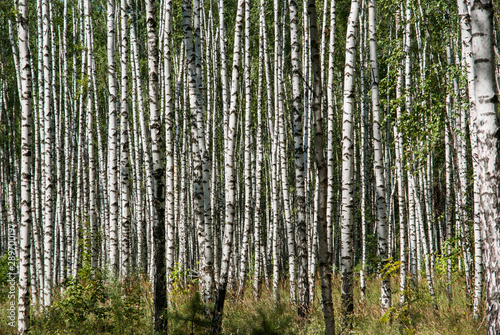 Fototapeta Naklejka Na Ścianę i Meble -  White birch trees in the forest in summer