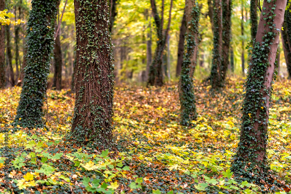 follage in autumn in Europe follage in autumn in Europe