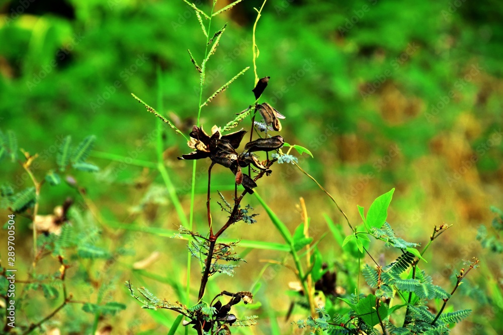 The branches are dying.In garden The branches are dying.In garden