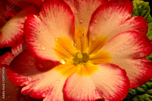 Primrose (Primula) macro