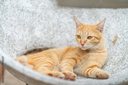 Fototapeta Naklejka Na Ścianę i Meble -  Ginger tabby cat lying on the marble bench.