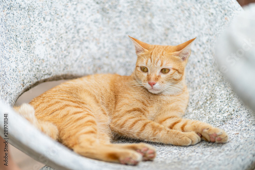 Ginger tabby cat lying on the marble bench.