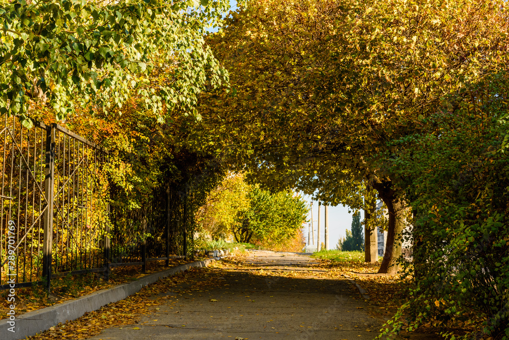 Alley with maple trees in a city park on autumn