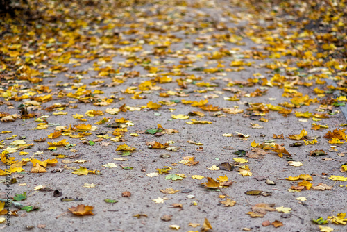 follage in autumn in Europe photo