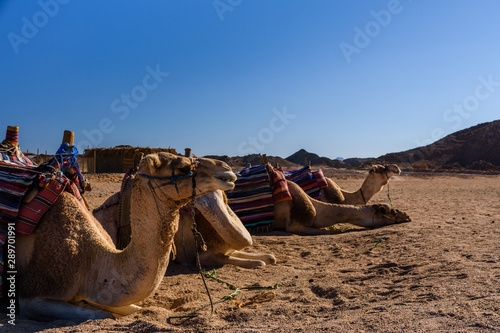 Camels in arabian desert not far from the Hurghada city  Egypt