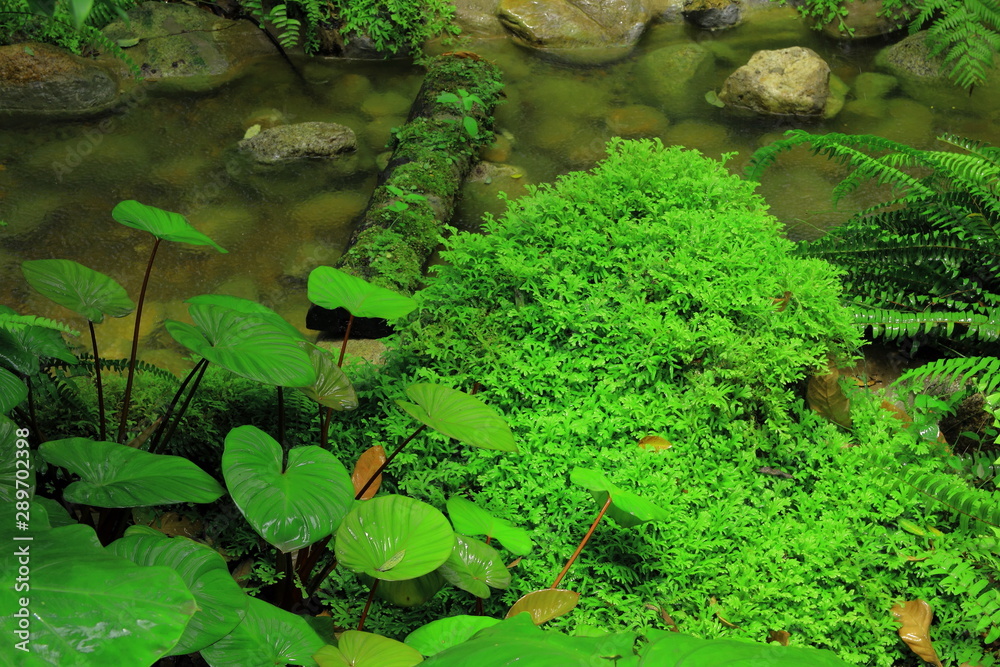 Forest stream with green in the river , Ferns leaves and rocks covered with moss. 