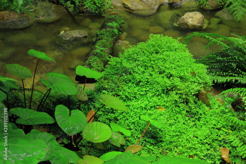 Forest stream with green in the river   Ferns leaves and rocks covered with moss. 