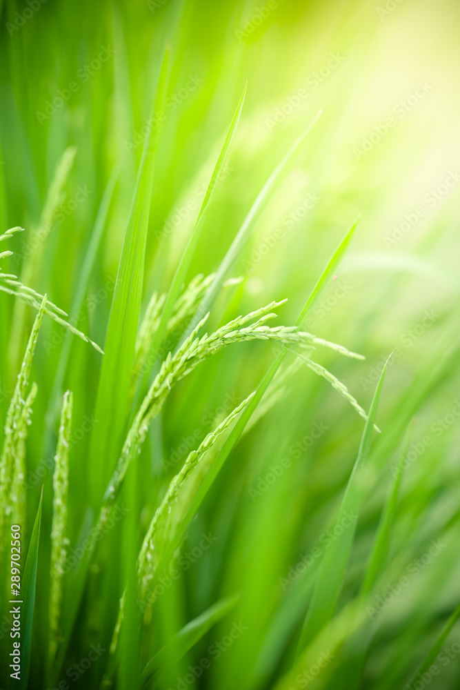 Nature of green leaf rice in garden at summer. Natural green leaves plants using as spring background cover page greenery environment ecology wallpaper Nature of green leaf rice in garden at summer. Natural green leaves plants using as spring background cover page greenery environment ecology wallpaper