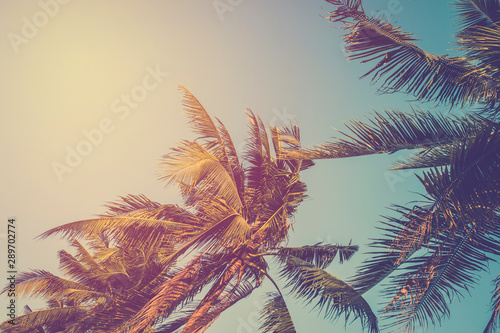 Coconut tree on blue sky. vintage filter © pushish images