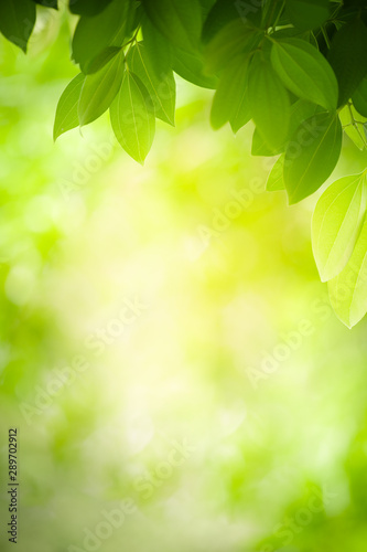 Nature of green leaf in garden at summer. Natural green leaves plants using as spring background cover page greenery environment ecology wallpaper