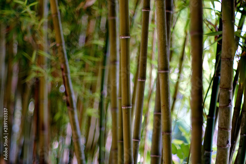 Bamboo forest, natural full frame background, daylight, no people