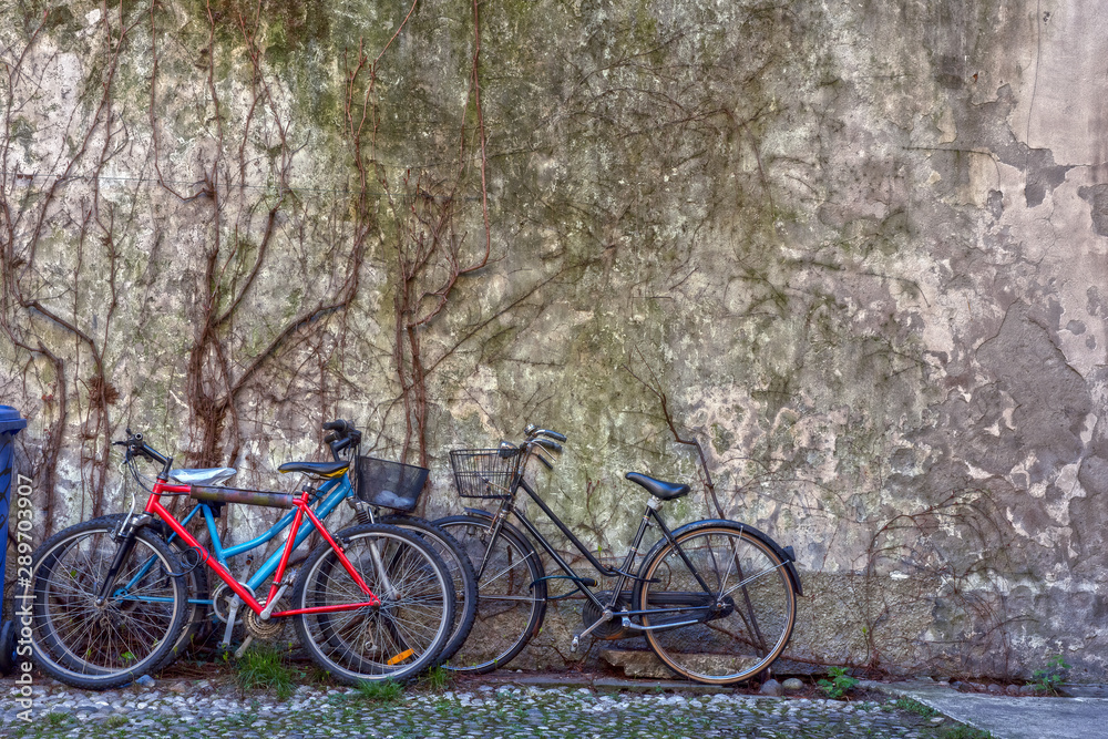 Picture with bicycles against background old wall covered dry ivy