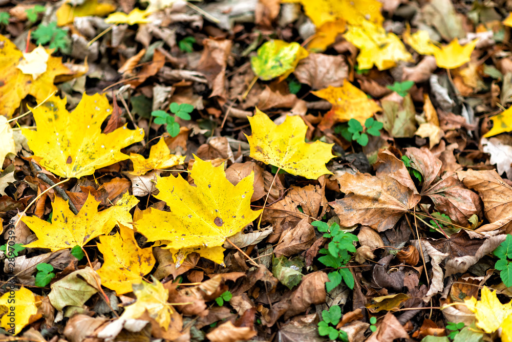 follage in autumn in Europe follage in autumn in Europe