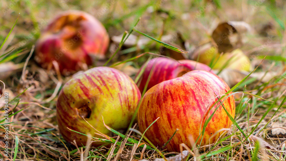 Die Apfelernte im Herbest hat begonnnen 