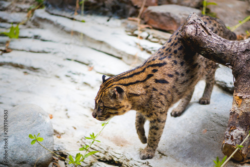Photography rare wild cat
