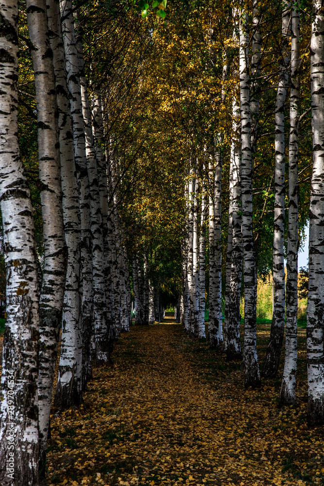 Obraz premium beautiful birch alley on a warm autumn day