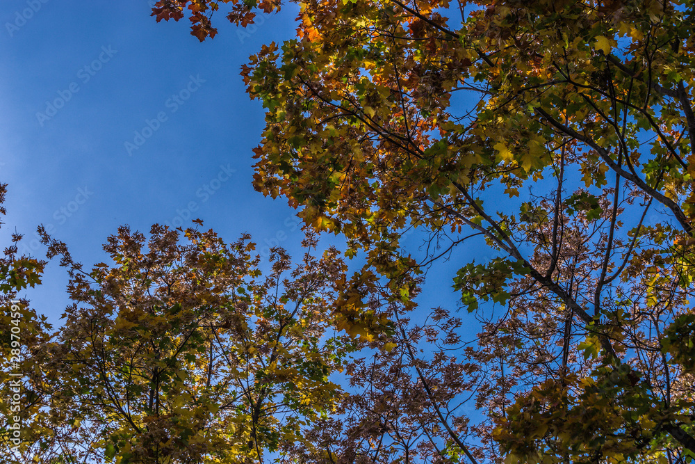 Obraz premium clear blue sky shines through the autumn foliage of trees