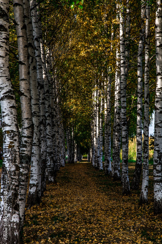 Fototapeta Naklejka Na Ścianę i Meble -  beautiful birch alley on a warm autumn day