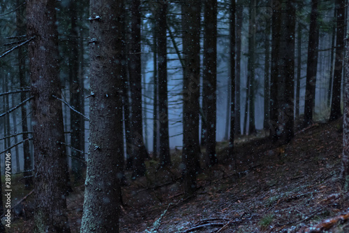 Fototapeta Naklejka Na Ścianę i Meble -  The darkness in the woods