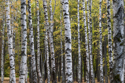 autumn birch grove