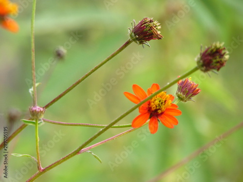 young and olds - Via Nature