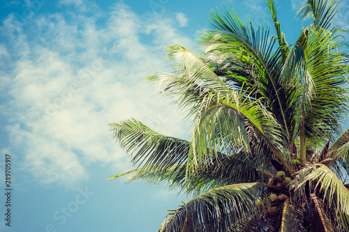 Coconut tree and blue sky. vintage filter
