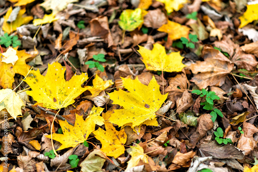 follage in autumn in Europe