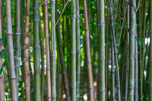 The stalks of bamboo. Green bamboo closeup. The texture of bamboo vegetation.