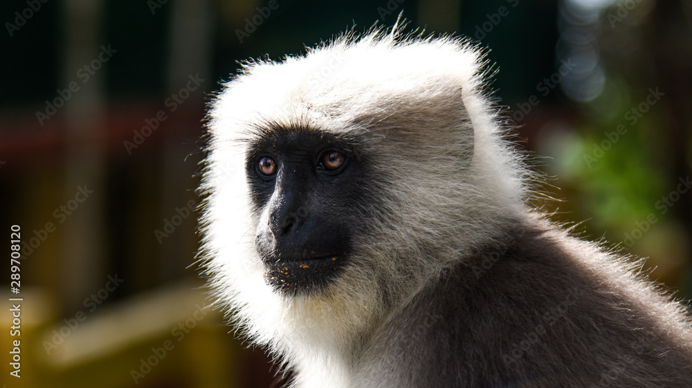 Fototapeta premium monkey face