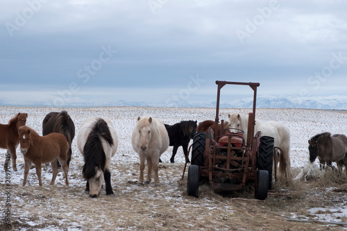 Islandpferde graden neben einem ausragierten Traktor an Akrar photo