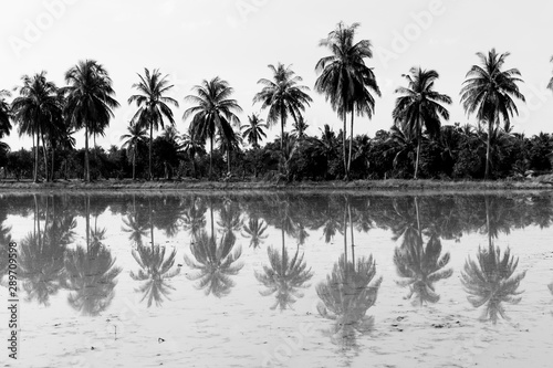 Coconut tree reflect on water. black and white photo
