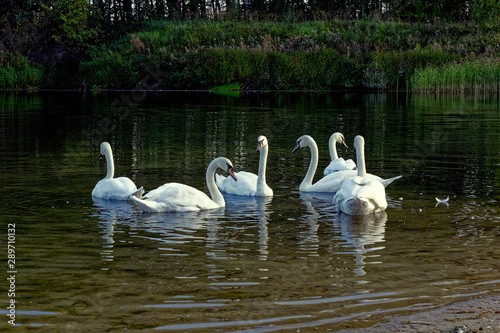 A flock of swans on vacation.